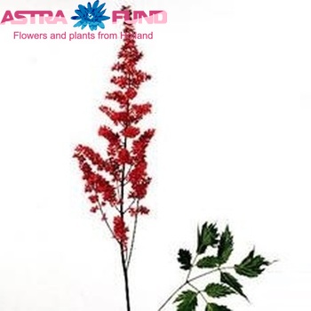 Astilbe Arendsii Grp 'Fanal' foto