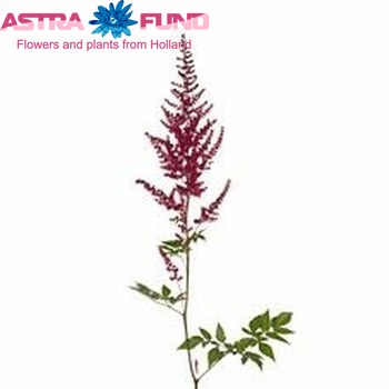 Astilbe Arendsii Grp 'Glut' zdjęcie