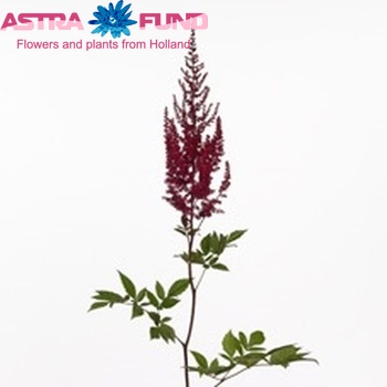 Astilbe Arendsii Grp 'Paul Gaarder' zdjęcie