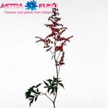 Astilbe Arendsii Grp 'Spartan' Foto