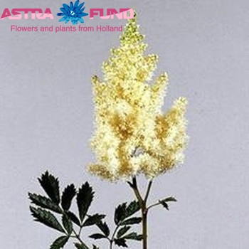 Astilbe Arendsii Grp 'Weisse Gloria' zdjęcie