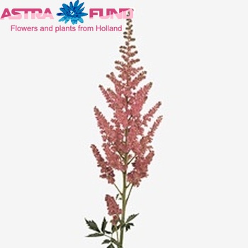 Astilbe chinensis 'Vision in Pink' zdjęcie