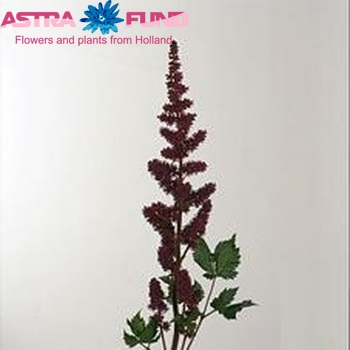 Astilbe chinensis 'Vision in Red' Foto