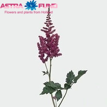 Astilbe chinensis 'Visions' zdjęcie