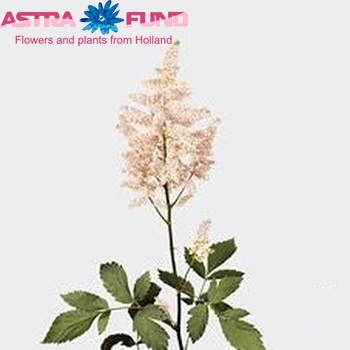 Astilbe Japonica Grp 'Europa' foto