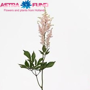 Astilbe Japonica Grp 'Peach Blossom' Foto