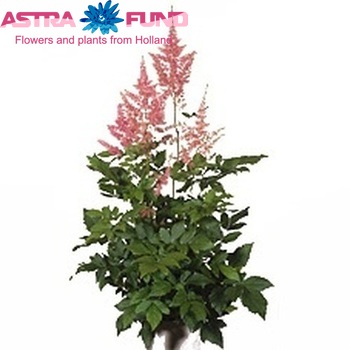 Astilbe Japonica Grp 'Rheinland' Foto