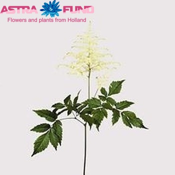 Astilbe Japonica Grp 'Whasingthon' foto