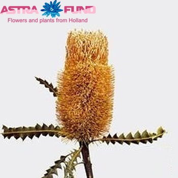 Banksia ashbyi Foto