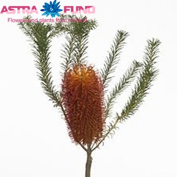 Banksia collina Foto