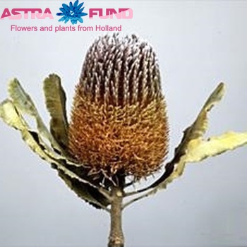 Banksia menziesii photo