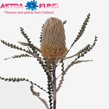 Banksia speciosa Foto