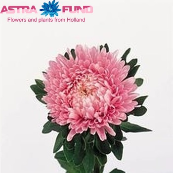 Каллистефус  китайский 'Matador Salmon Pink' фото