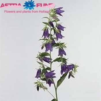 Campanula 'Kent Belle' photo