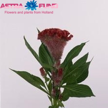 Целозия Кристата 'Martine Scarlet' фото