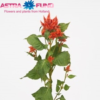 Целозия spicata Celway Orange фото