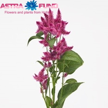 Целозия spicata Celway Purple фото