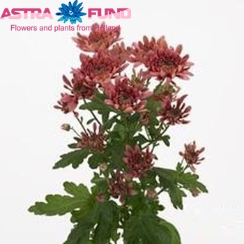 Chr tr  Bretagne Coral photo