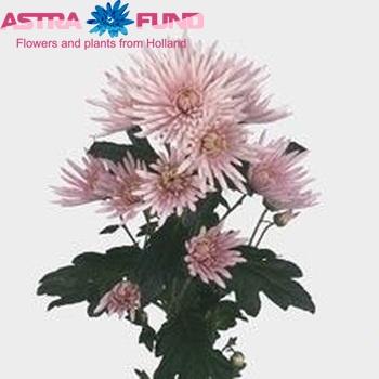 Хризантема 'Anastasia Pink' фото