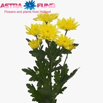 Chr tr Baltica Yellow фото