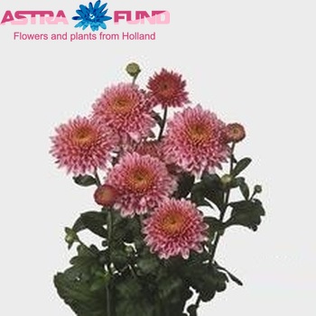 Chrysanthemum Indicum Grp tros buiten 'Blenda' Foto