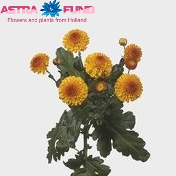 Chrysanthemum Indicum Grp tros buiten 'Bright Eye' foto