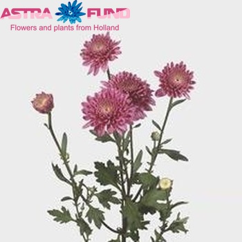 Chrysanthemum Indicum Grp tros buiten 'Gerrie Hoek Dark' Foto