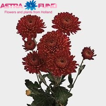 Chrysanthemum Indicum Grp tros buiten 'Lilian Hoek' Foto