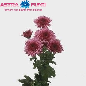 Chrysanthemum Indicum Grp tros buiten 'Linda' Foto