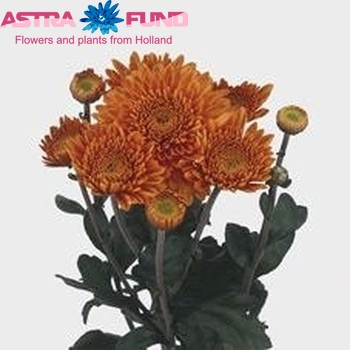 Chrysanthemum Indicum Grp tros buiten 'Littleton' Foto