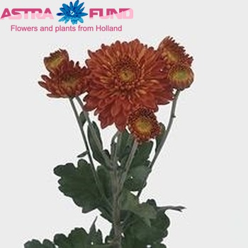 Chrysanthemum Indicum Grp tros buiten 'Littleton Red' zdjęcie