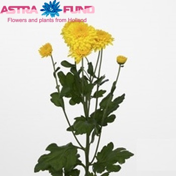 Chrysanthemum Indicum Grp tros buiten 'Littleton Yellow' zdjęcie