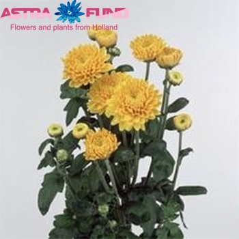 Chrysanthemum Indicum Grp tros buiten 'Pennine Eagle' foto