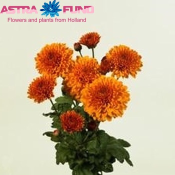 Chrysanthemum Indicum Grp tros buiten 'Wendy' foto