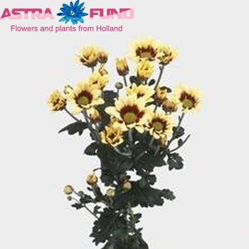 Chrysanthemum Indicum Grp tros kas 'Ace' zdjęcie