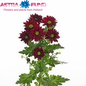 Chrysanthemum Indicum Grp tros Adios photo