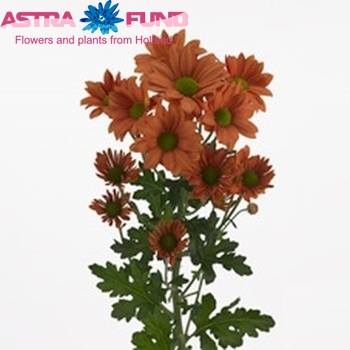 Chrysanthemum Indicum Grp tros African Sun zdjęcie