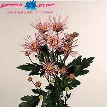 Chrysanthemum Indicum Grp tros 'Albert Heyn' zdjęcie