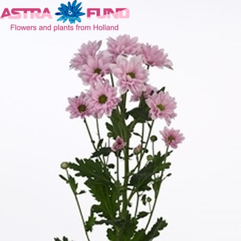 Chrysanthemum Indicum Grp tros Altea zdjęcie