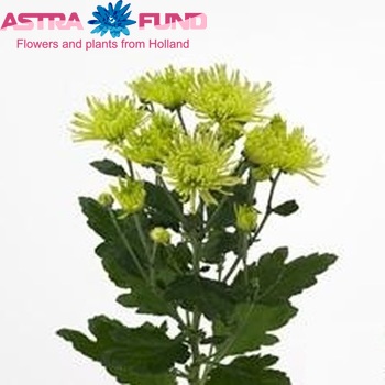 Chrysanthemum Indicum Grp tros 'Anastasia Dark Lime' foto