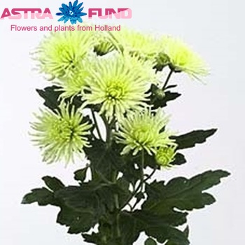 Chrysanthemum Indicum Grp tros 'Anastasia Lime' foto