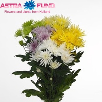 Chrysanthemum Indicum Grp tros Anastasia Melange gemengd foto