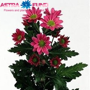 Chrysanthemum Indicum Grp tros 'Ancona' foto