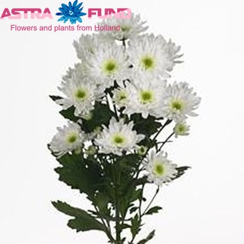 Chrysanthemum Indicum Grp tros 'Angelina' foto