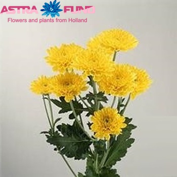 Chrysanthemum Indicum Grp tros 'Art' zdjęcie