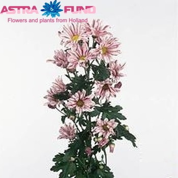 Chrysanthemum Indicum Grp tros Artist Pink zdjęcie