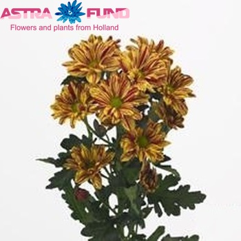 Chrysanthemum Indicum Grp tros Artist Yellow Improved фото