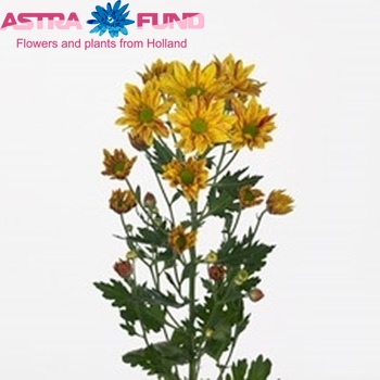 Chrysanthemum Indicum Grp tros Artist Yellow Nova photo