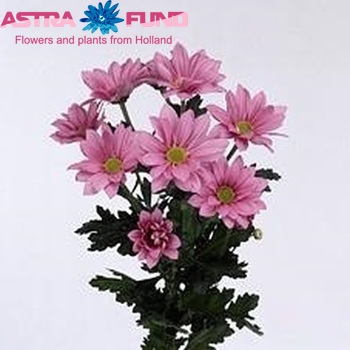 Chrysanthemum Indicum Grp tros Asenka Improved zdjęcie