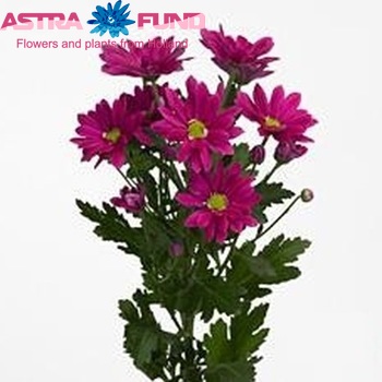 Chrysanthemum Indicum Grp tros 'Asenka Splendid' foto